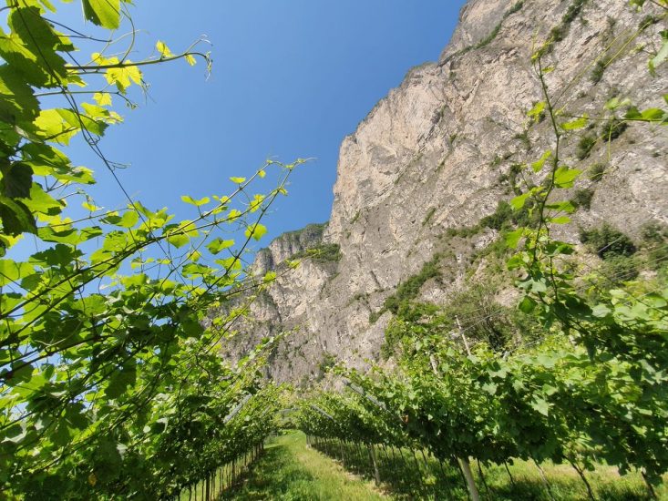 I vigneti di montagna di Mezzacorona in Trentino