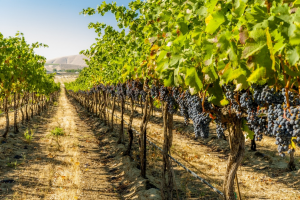 Dall’Assemblea Generale Oiv, 18 risoluzioni per la sostenibilità in vigna e in cantina