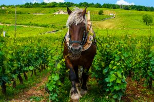 La Commissione Ue “boccia” il vino naturale in etichetta. E il mondo del vino è d’accordo