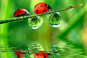 FederBio: nel 2020 occasione persa per la transizione ecologica dell’agricoltura italiana