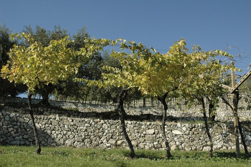 Le marogne, i tipici muretti a secco che sorreggono le vigne della Valpolicella