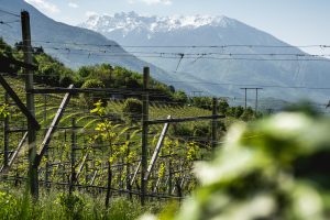 “Wine Enthusiast Wine Star Awards” 2020, tantissima Italia in nomination