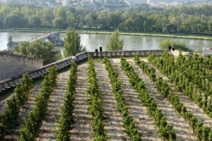 Il “Clos de la Vigne du Palais des Pape” di Avignone entra nell’Urban Vineyards Association