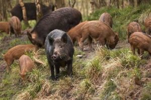 Il numero di cinghiali &egrave; fuori controllo: da nord a sud della Penisola non si fermano le proteste