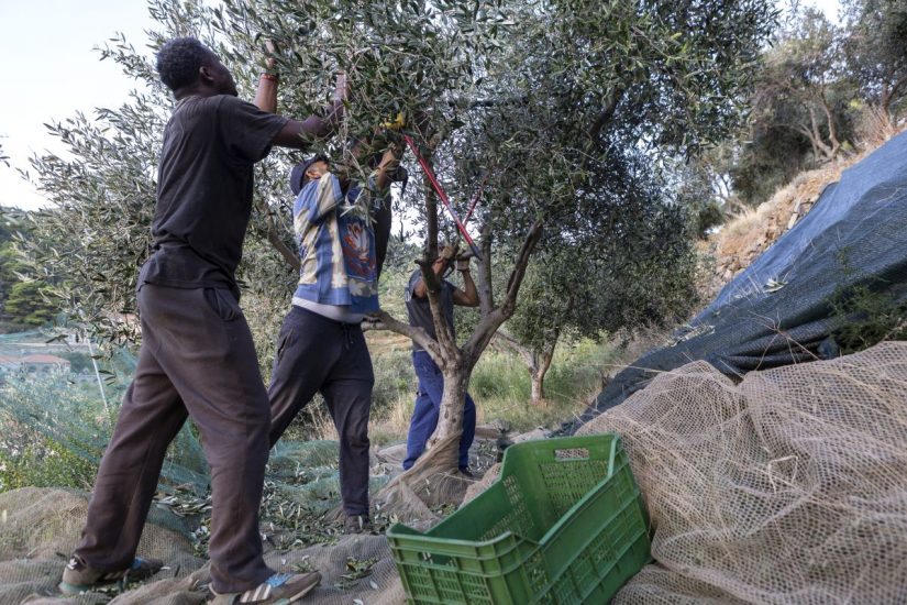 La raccolta delle olive a Gorgona