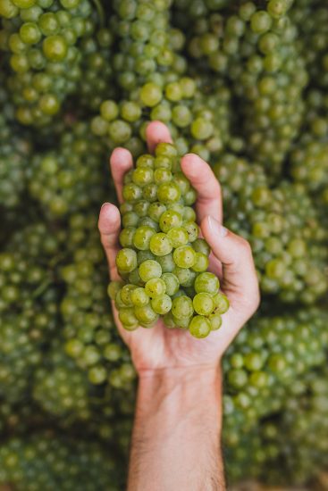 Un grappolo delle uve da cui nasce il Franciacorta di Berlucchi