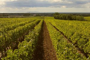L’antico tocco femmineo del bolgherese enoico