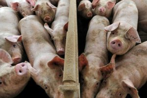 Il nuovo pericolo per gli allevatori italiani &egrave; la peste suina: &ldquo;stop importazioni di animali vivi&rdquo;