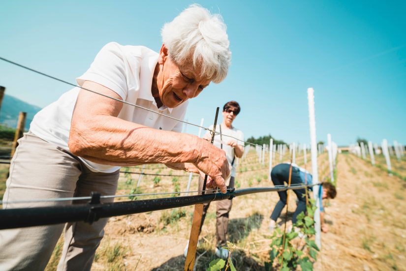 Il progetto Talking Vine