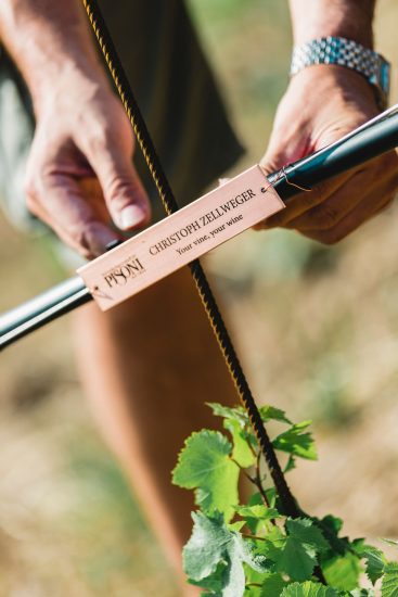 Il progetto Talking Vine