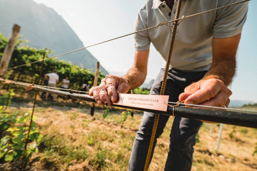 Il progetto Talking Vine