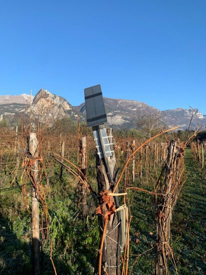 Il progetto Talking Vine