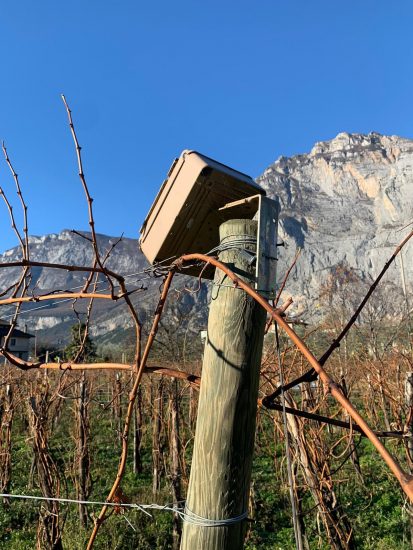 Il progetto Talking Vine