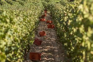 Una 2020 di qualità, ma le incertezze dei mercati lasciano le griffe del vino con il fiato sospeso