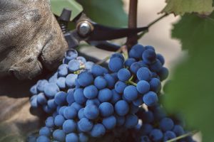 La Commissione Ue sulla nuova Pac: nel vino Igp 15% di uve fuori zona, no a vino e mosti