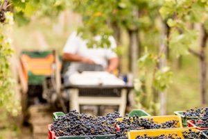 “Premio Industria Felix”, il vino al top per performance gestionali, affidabilità e sostenibilità