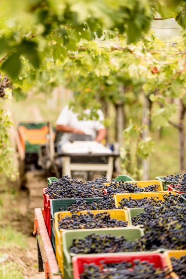 I filari di Montepulciano d’Abruzzo di Zaccagnini