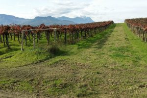 Alla griffe del vino d’Abruzzo Valentini la “Bandiera Verde Gold” by Cia - Agricoltori Italiani