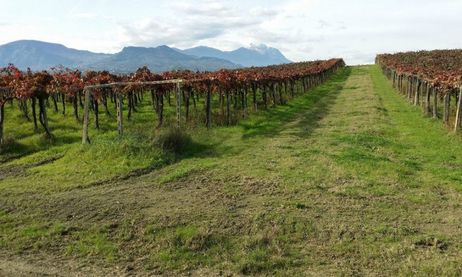 I filari di Valentini, griffe del Trebbiano d’Abruzzo