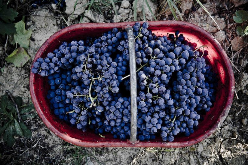 Barbera d’Asti, cresce il valore del vino “pop” del Piemonte: +28% in 5 anni