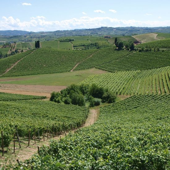 Barbera d’Asti, cresce il valore del vino “pop” del Piemonte: +28% in 5 anni