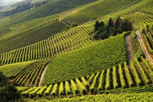 In Monferrato arriva “Noviagri “, l’atomizzatore che ottimizza l’utilizzo dei fitosanitari in vigna In Monferrato arriva “Noviagri “, l’atomizzatore che ottimizza l’utilizzo dei fitosanitari in vigna