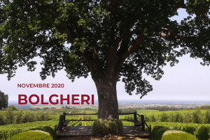I Quaderni di WineNews - Bolgheri
