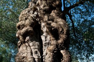 L’olio del futuro, tra valori economici e immateriali. E un patto per l’enoturismo e l’oleoturismo L’olio del futuro, tra valori economici e immateriali. E un patto per l’enoturismo e l’oleoturismo