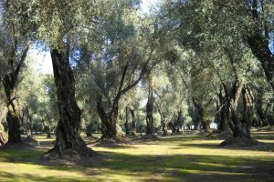 Il Covid fa male anche all’olio d’oliva, prevista campagna al ribasso in tutta Italia