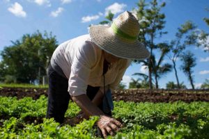 I saperi tradizionali per un modello produttivo alimentare solidale e sostenibile: l’agroecologia