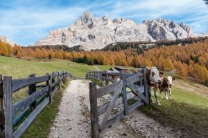 Stop allo spostamento tra Regioni, saltano 10 milioni di viaggi per le feste. A dirlo Coldiretti