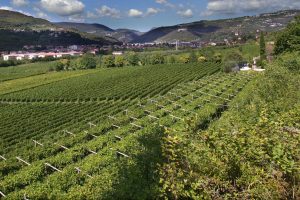 Cooperative, verso la fusione tra Cantina Valpantena e Cantina di Custoza