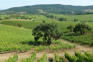 Vino e disciplinari: la Maremma Doc guarda al futuro, e introduce i due varietali in etichetta