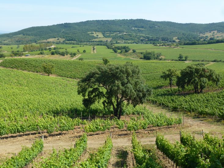 I vigneti della Doc Maremma, in Toscana, tra l’entroterra e il mare