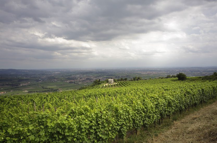 Il vigneto Fieramonte di Allegrini