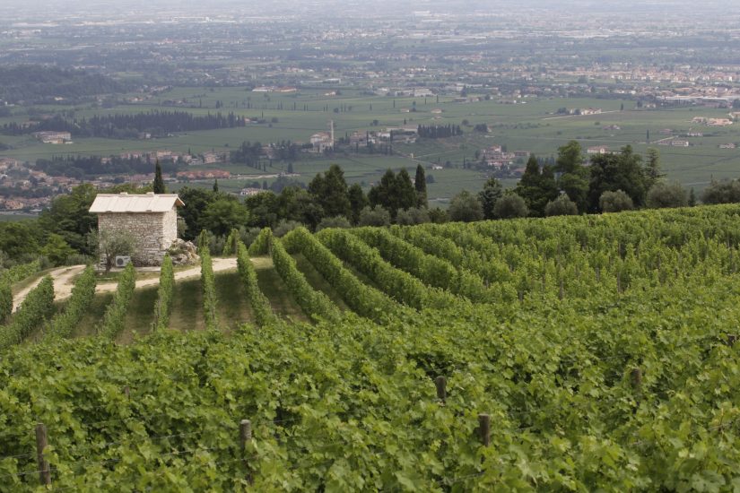 Il vigneto Fieramonte di Allegrini