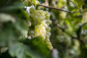 Prosecco, 60 giorni di fuoco per opporsi al riconoscimento Ue del “Prošek” croato