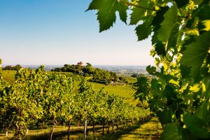 “Legàmi di Vite”, in Emilia Romagna cooperative e big del vino si uniscono per un progetto green “Legàmi di Vite”, in Emilia Romagna cooperative e big del vino si uniscono per un progetto green