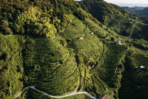Un successo “recente”, figlio di un percorso secolare: il mondo Prosecco raccontato da Diego Tomasi