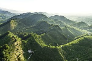 Mauro Agnoletti: “È l’agricoltore a determinare il destino del paesaggio”