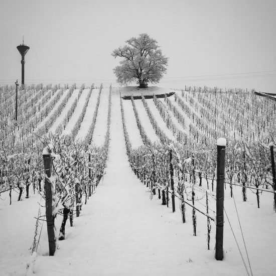 Le Colline del Conegliano Valdobbiadene Prosecco Superiore Docg patrimonio Unesco Ph  Antica Quercia
