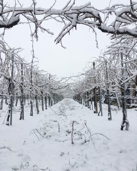 Le Colline del Conegliano Valdobbiadene Prosecco Superiore Docg patrimonio Unesco Ph Bracher