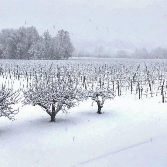 Le Colline del Conegliano Valdobbiadene Prosecco Superiore Docg patrimonio Unesco Ph Casa Terriera