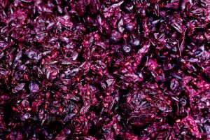 Plastica pulita dagli scarti del vino: il progetto vincente della startup AgroMateriae