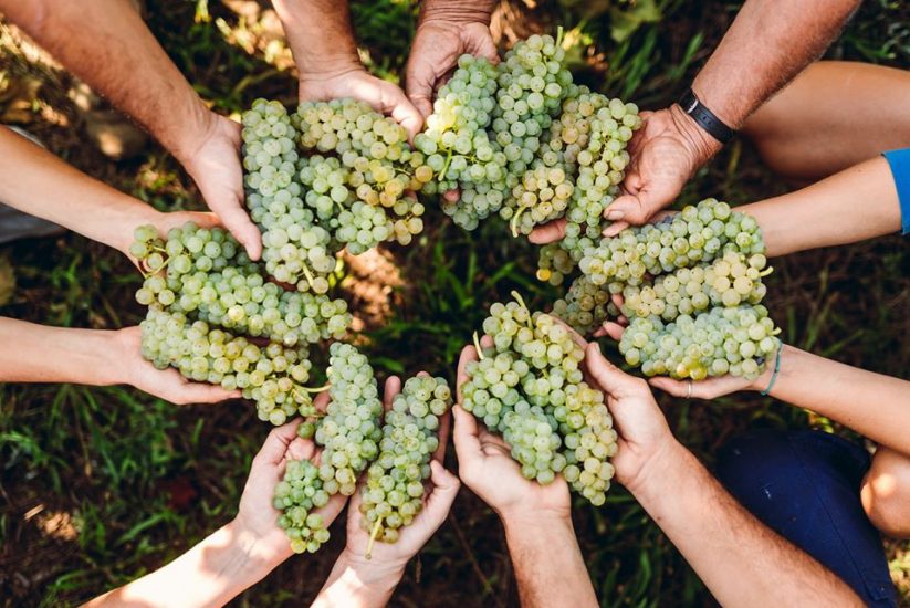 La cooperazione del vino fa i conti della crisi mondiale