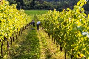 Malfunzionamenti del Sistema Informativo Agricolo Nazionale ostacolano il vino italiano