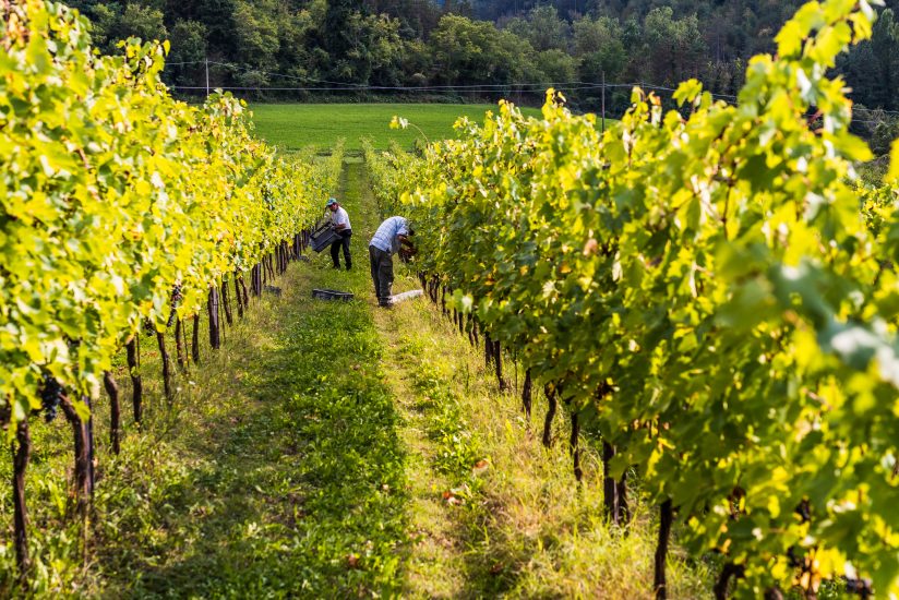 Caviro, crescita record nell’anno del Covid, grazie a Gdo, export e produzione di alcol 