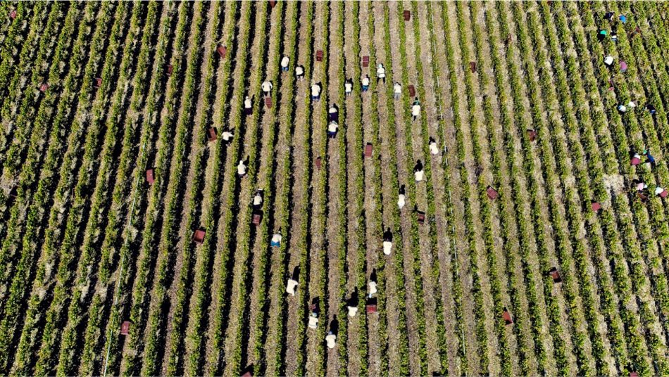 I vigneti di Comte de Montaigne