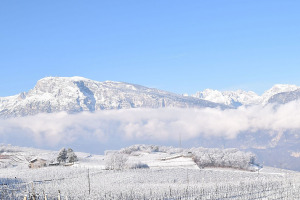 I Quaderni di WineNews - Il Trentodoc