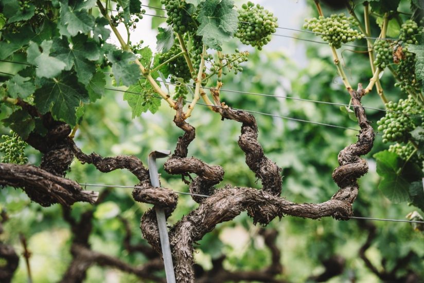 La potatura della vite si impara on line, nel mondo: nasce la Vine Master Pruners Academy digitale